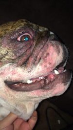 winnieface.jpg winnieface.jpg