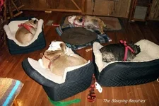 bulldogsjan 001.webp
