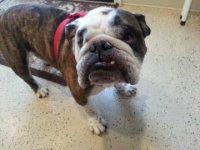 Dozer.jpg Dozer.jpg