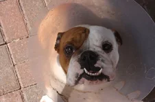 Zoey.webp