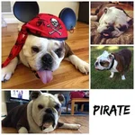 Pirate.webp