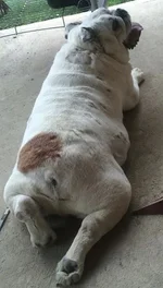Rufus.webp
