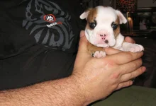 puppy 009a.webp puppy 009a.webp