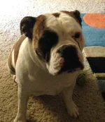 Tallulah.webp