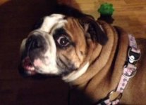 Sadie1.jpg Sadie1.jpg