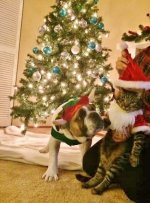 xmas2.jpg xmas2.jpg