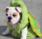 turtle halloween.webp