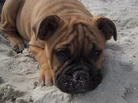tucker30 11 weeks.webp tucker30 11 weeks.webp