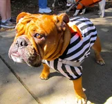 So Cal Bulldog Rescue Halloween Dressup 095.webp So Cal Bulldog Rescue Halloween Dressup 095.webp