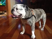 Pepper.webp