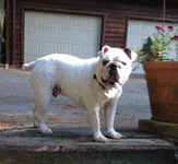 Lenny.webp