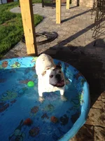 May pool fun 006.webp