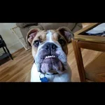 brutus.webp