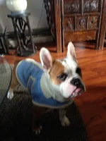 Chance in his new coat.webp