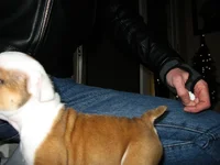 puppy 006.webp