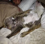 Sleepy.webp