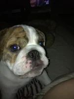 Nigel closeup.webp