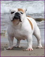 Brisa.webp Brisa.webp