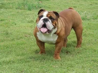 bently.webp bently.webp