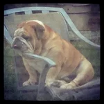 BRUISER.webp