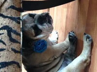 bertha under chair.webp