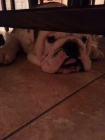 dudleycoverdog.jpg