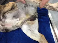 JJ After Surgery1.webp