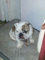 Brutus - Long Island.jpg Brutus - Long Island.jpg