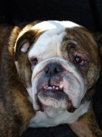 Maggie - Long Island.jpg Maggie - Long Island.jpg