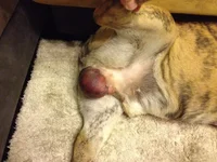 JJ After Surgery6.webp
