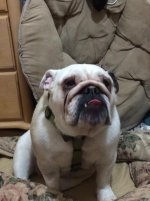 bentley.jpg bentley.jpg