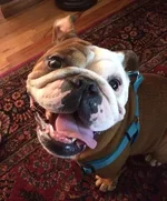 gracie.webp