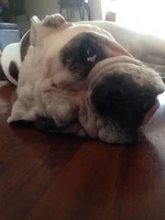 tonka.webp