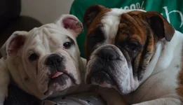 Brothers.webp