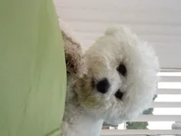 image.webp