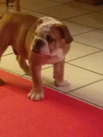 rocky feet 2.webp