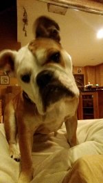 IMAG0278.jpg