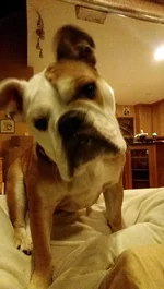 IMAG0278.webp