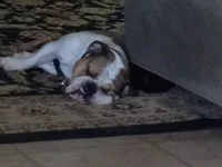 Stella Sleeping.webp