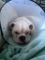 surgery three with cone.jpg