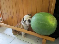 FUN 025.webp