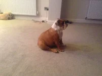 image.webp