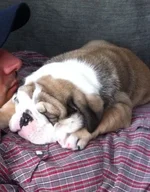 Duke then (2).webp