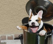 in hot water.jpg