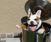 in hot water.webp