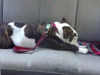 road trip 2.webp