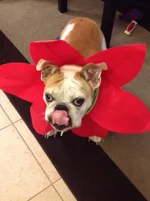 Gypsy Flower4.webp