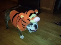 ruby_tigger2.webp
