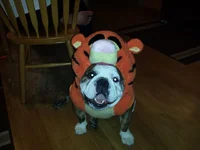 ruby_tigger.webp