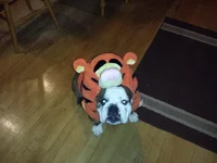 ruby_tigger4.webp